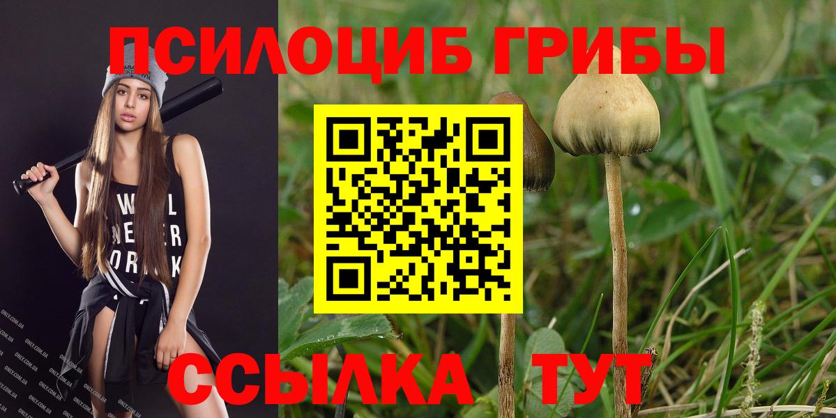 Псилоцибиновые грибы GOLDEN TEACHER  купить наркоту  Карачаевск  Вход с VPN 